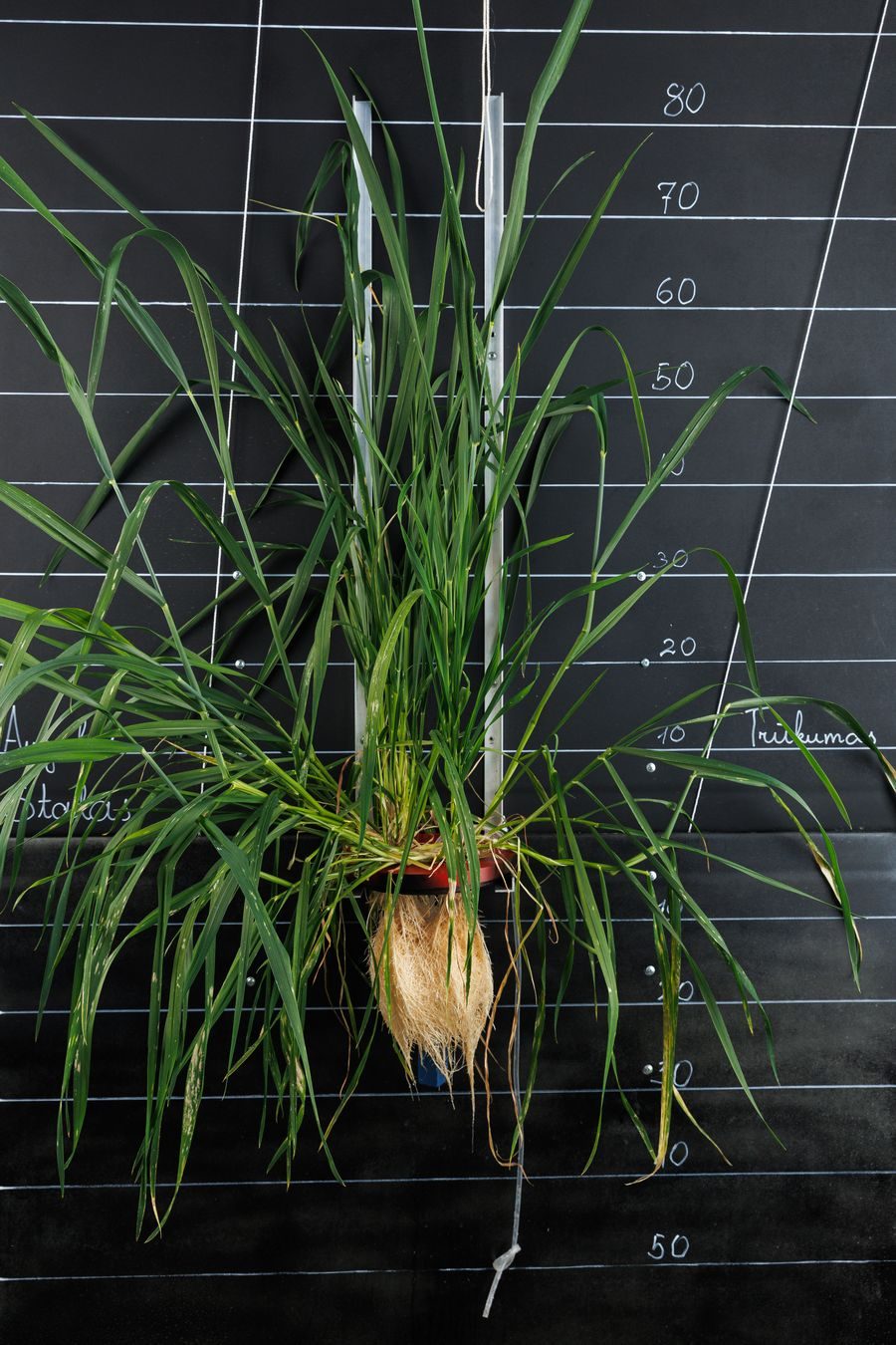 Talinisu katses: mangaanita